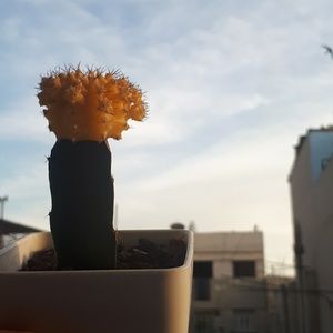 Meet your Posher, Nesrin